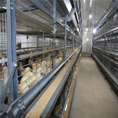 H System automatycznego karmienia brojlerów w klatce ramkowej dla zaawansowanych gospodarstw