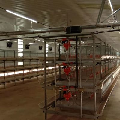Automatyczny system karmienia brojlerów - idealne rozwiązanie dla gospodarstw drobiarskich