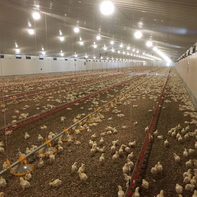Długotrwały system podłogowy dla mięsa i kurczaka z odpornością na korozję / materiał plastikowy