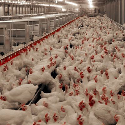 Długotrwały system podłogowy dla mięsa i kurczaka z odpornością na korozję / materiał plastikowy