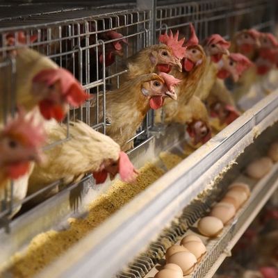 3 poziomy galwanizowane kurczaki z automatycznym karmieniem