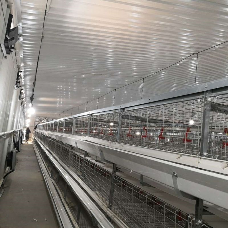 System klatki kurczaka dla brojlerów o dużym rozmiarze 230M*56M dla kraju pochodzenia